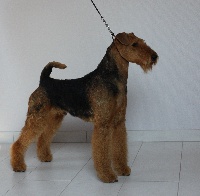 Étalon Airedale Terrier - Evermay's Lincoln for ospern