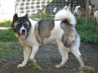 Étalon Akita americain - CH. christabell Magic thunder