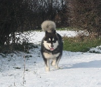 Étalon Alaskan Malamute - CH. Cooper vs de rey la montana blanca