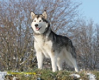 Étalon Alaskan Malamute - Holy shadow on Kamiakan Trail