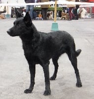 Étalon Australian Kelpie - Doongara Gipsy