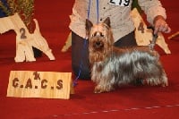 Étalon Australian Silky Terrier - CH. June (eleha) de la Lande Barbot