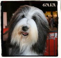 Étalon Bearded Collie - Galysse de Chester