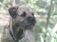 Étalon Border Terrier - seabiscuit Garou