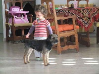 Étalon Border Terrier - Duchess (Sans Affixe)