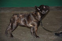 Étalon Bouledogue français - Elégance Maison de Principaute