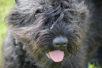 Étalon Bouvier des Flandres - Kinoa Des Terres Boisées