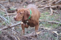 Étalon Braque hongrois à poil court (Vizsla) - Frite du fond de chouck