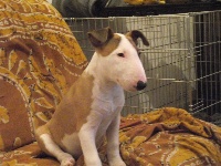 Étalon Bull Terrier - Haze os cachoros des minhas de L'arche De La Chesnaie