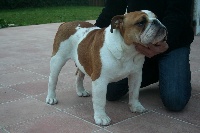 Étalon Bulldog Anglais - He's a king of red and white bulls