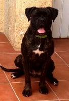 Étalon Cane Corso - Lluna de Cuore Blue