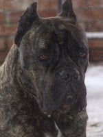 Étalon Cane Corso - Dafne (Sans Affixe)