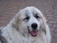 Étalon Chien de Montagne des Pyrenees - Celinda de la borda d'urtx