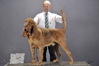 Étalon Chien de Saint-Hubert - TR. CH. Hector of Lufon Royal Pride