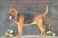 Étalon Chien de Saint-Hubert - CH. Faustine de la meute d'antan Titre Initial