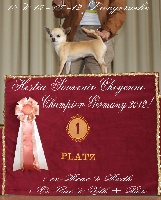 Étalon Chihuahua - CH. Hestia Souvenir Cheyenne