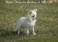 Étalon Chihuahua - Hétoile divine des Gardiens du Minervois