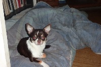 Étalon Chihuahua - du royaume des petits Anges