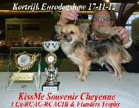 Étalon Chihuahua - Kissme Souvenir Cheyenne