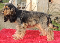 Étalon Cocker Spaniel Anglais - Hatica Du chalet aux loups