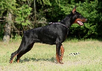 Étalon Dobermann - CH. Atia aurelia de la scytha