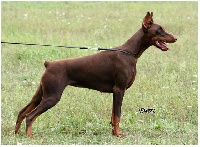 Étalon Dobermann - CH. steel dragon Stella