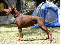 Étalon Dobermann - CH. Bambi de la scytha