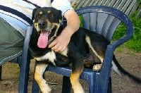 Étalon Dogue de Majorque - Andreu (Sans Affixe)