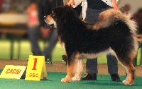 Étalon Dogue du Tibet - CH. Nandari 's jinghajiva