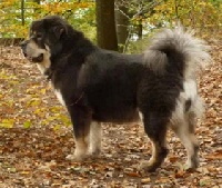 Étalon Dogue du Tibet - CH. Nandari 's hanimah