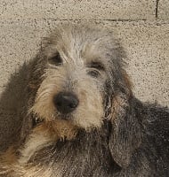 Étalon Griffon nivernais - Haro du roc d'Eden