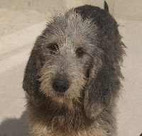 Étalon Griffon nivernais - Hera du roc d'Eden