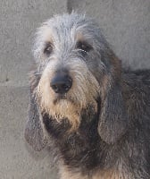 Étalon Griffon nivernais - Hercule du roc d'Eden