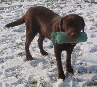 Étalon Labrador Retriever - Hirka van het top-einde