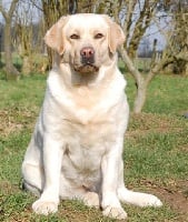 Étalon Labrador Retriever - Duchesse du Labramour d'Othys