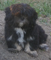 Étalon Lhassa Apso - Ambassador Bod Pa H'bandipur