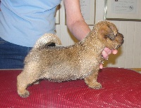 Étalon Norfolk Terrier - CH. cantab Mr president