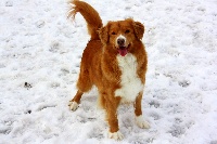 Étalon Retriever de la Nouvelle-Ecosse - Tuffntendr Red hot chilli laura