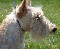 Étalon Scottish Terrier - Engy (Sans Affixe)
