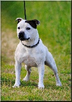 Étalon Staffordshire Bull Terrier - Silver Cross Evel knievel