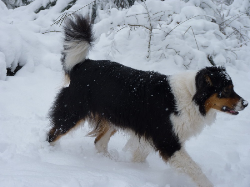 Publication : des bergers de rocamadour Auteur : nathalie marchès