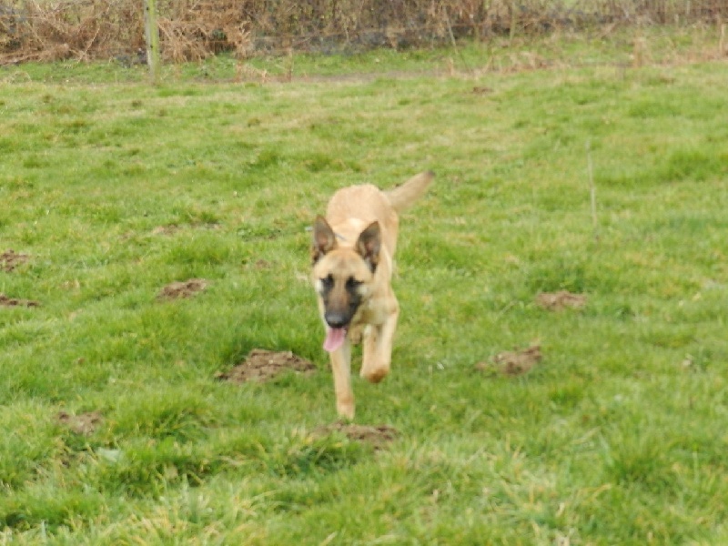 Publication : du clan d'alvi