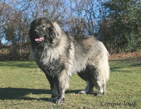 CH. Croque loup Des hauts de malforêt