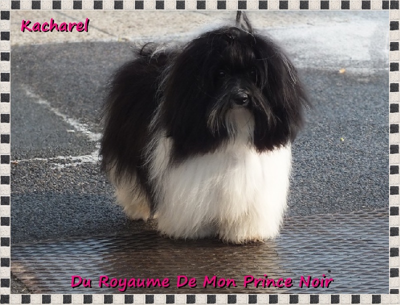 Kacharel vall dels somnis