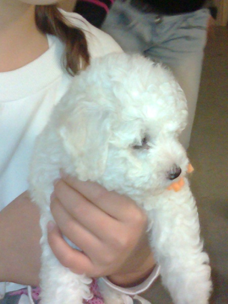 Publication : Des Foliepets 