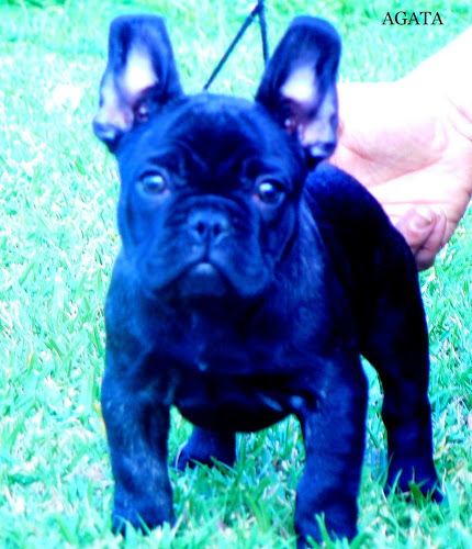 Publication : de Canorama Auteur : canorama