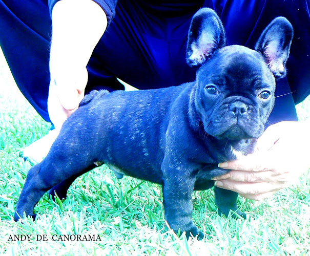 Publication : de Canorama Auteur : canorama