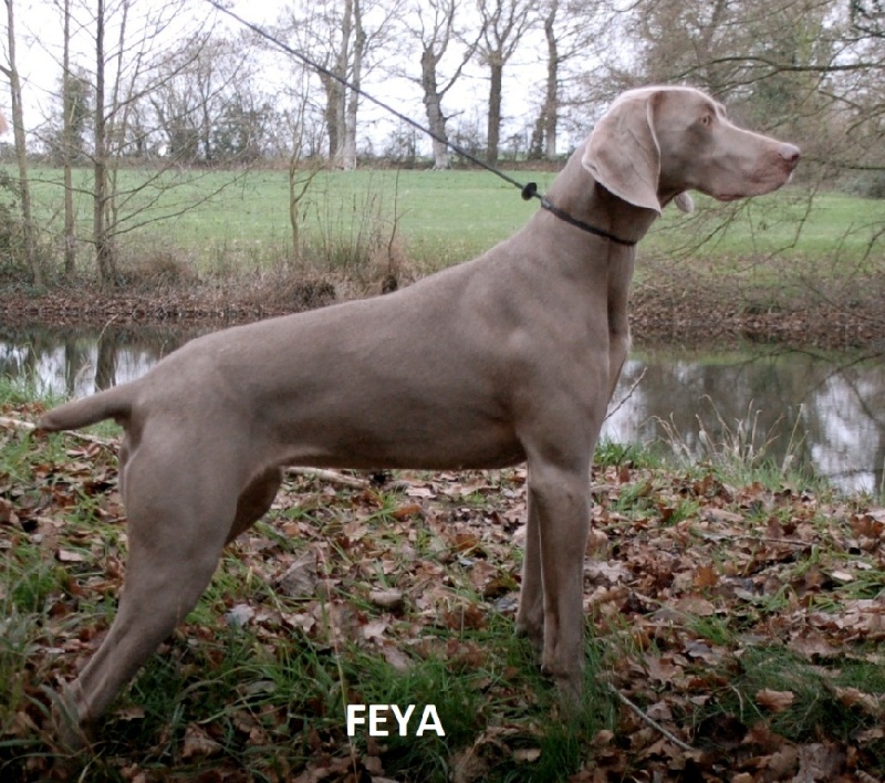 Feya (Sans Affixe)