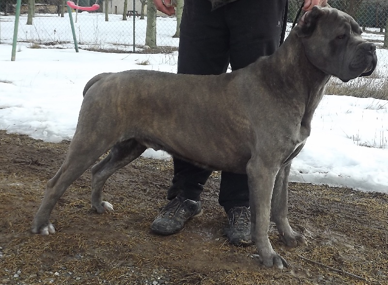 Publication : Des Légions De Sparte Auteur : Marco aurore