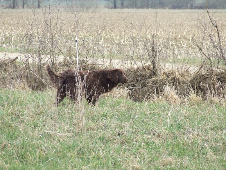 Publication : Vom hundegelaut Auteur : Roger